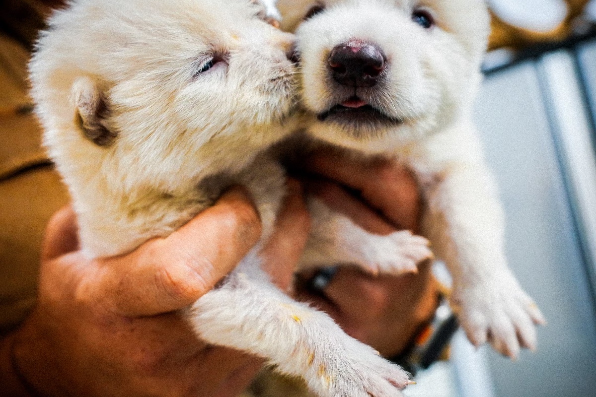 ‘Nisu ništa vratili iz izumiranja’: mogu li genetski modificirane životinje Colossala ikad biti prave stvari?