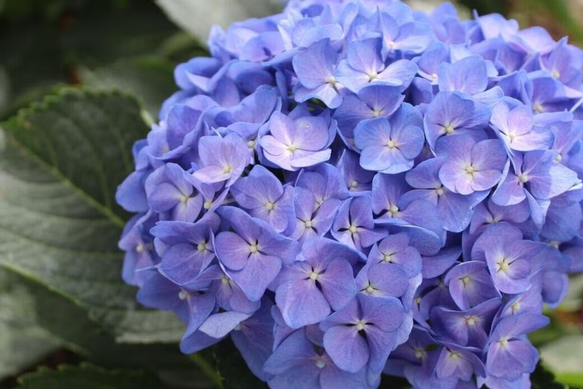 Zbogom hortenzijama?: zašto neki vrtlari preporučuju da ih se više ne sadi detail 3