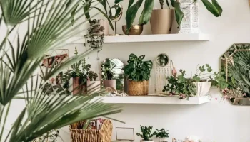 Proč je dobré používat jedlou sodu k posypání pokojových rostlin: jak na ně působí.