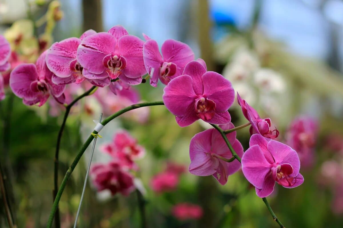 Udělejte to a vaše orchidej přestane žloutnout. Na stoncích se objeví květy a listy zezelenají. Péče o orchidej, která podporuje kvetení.