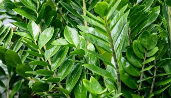 Proč zamioculcas visí dolů a neroste nahoru? Stačí jeden trik a bude vypadat majestátně.