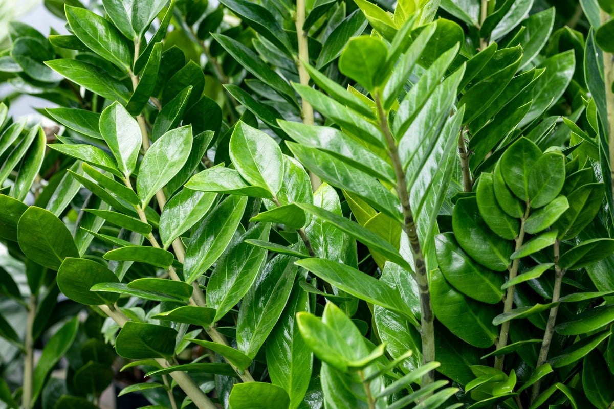 Proč zamioculcas visí dolů a neroste nahoru? Stačí jeden trik a bude vypadat majestátně.