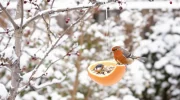Nevyhazujte tento citrusový plod: ptáci ho v zimě milují (a vy pochopíte proč).