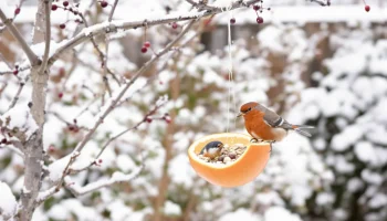 Nevyhazujte tento citrusový plod: ptáci ho v zimě milují (a vy pochopíte proč).