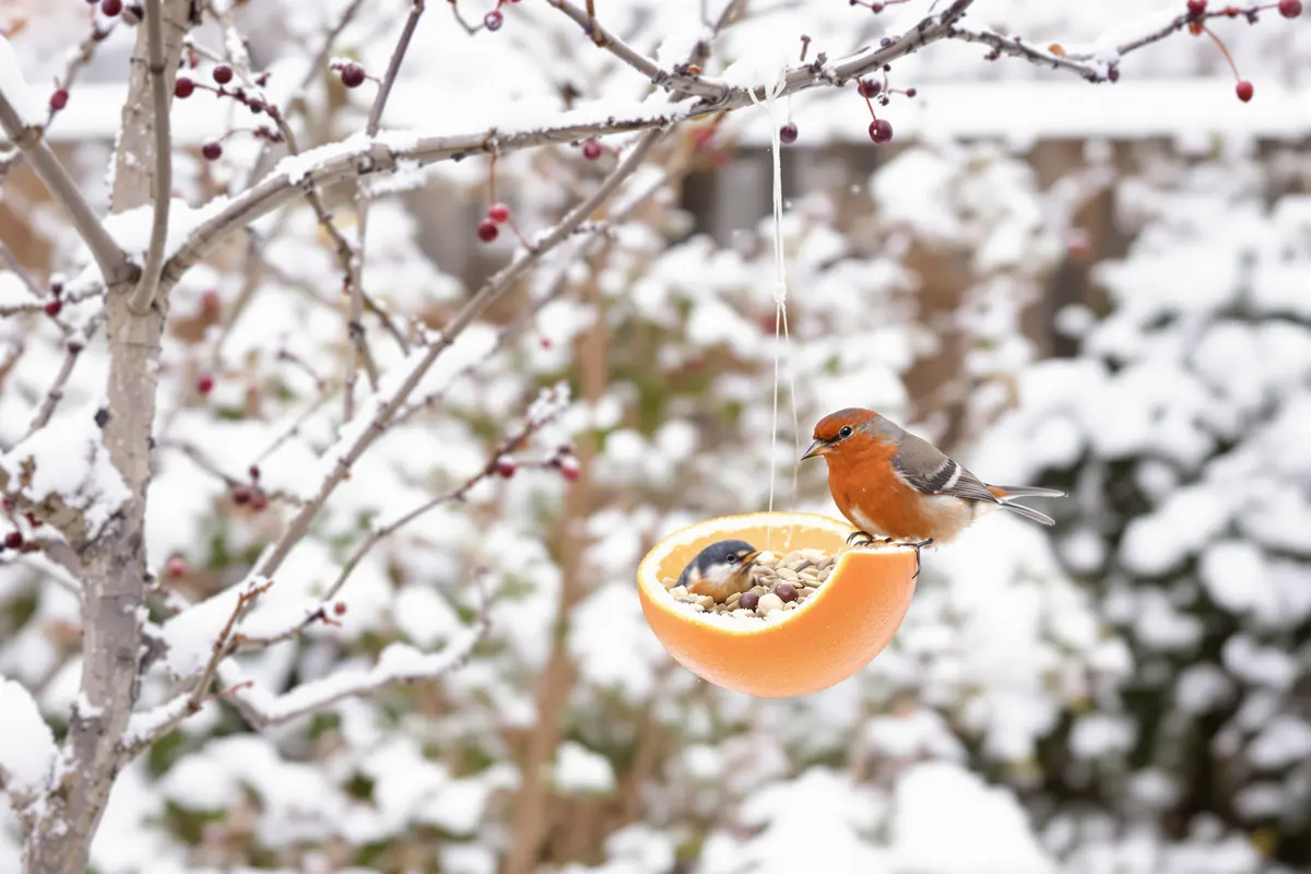 Nevyhazujte tento citrusový plod: ptáci ho v zimě milují (a vy pochopíte proč).